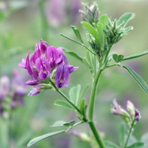 medicago_sativa_lucerne_pale_blue_large